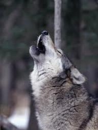 greywolf