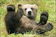 curiousbear