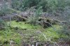 Algonquin Trails 16.jpg