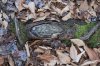 Algonquin Trails 40.jpg