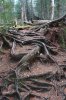 Algonquin Trails 80.jpg