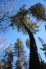Algonquin Trails 86a.jpg