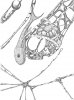 Fish (Large).jpg