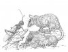 Possum & Grasshopper (Large).jpg