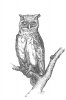 Owl 800 size.jpg
