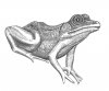 Frog (Large).jpg