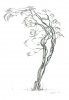 The Arched Dancer (Large).jpg