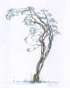 8x10 coloured Arched Dancer 800 size.jpg