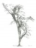 My Dancer (Large).jpg