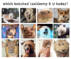 botched-taxidermy-59679.png