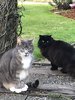 cats 2.jpg