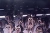 racoon bunch.jpg