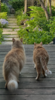 IMG_5350.png