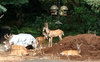 six_deer_sm.jpg