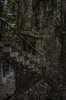 The World's Best Photos of ivy and ruins - Flickr Hive Mind.jpg