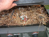 18+ Unusual Bird Nests Built In The Weirdest Places ___(1).jpg