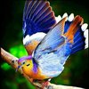 Pretty flowers _ beautiful birds _ Pinterest.jpg