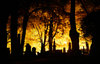 risanceco_ creepy trees at night.jpg