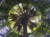 Unusual Trees.jpg