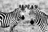 122 Zebra HD Wallpapers _ Backgrounds - Wallpaper Abyss ___.jpg
