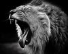 Lion Black and White Amazing Wallpapers 6378 - Amazing ___.jpg