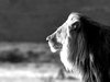 Lion Black and White Desktop HD Wallpapers 6399 - Amazing ___.jpg
