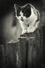 Top 10 Most Amazing Black And White Photos - Top Inspired(1).jpg