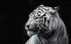 Lion Black and White Wallpaper HD 6453 - Amazing Wallpaperz.jpg