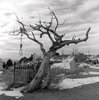 Hanging Tree Photograph by Harry Snowden.jpg