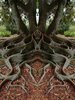 Even common trees are amazing enough, but some trees are ___.jpg