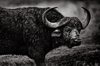 Amazing Black and White Animals Photos _ 99Inspiration ___.jpg