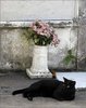 17 Best images about Cemetery Cats on Pinterest.jpg