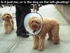 animals-are-the-funniest-thing-on-the-internet-prove-me-wrong-60-photos-25-15.jpg