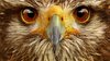 beautiful animal eyes - Eyes Photo (34592648) - Fanpop.jpg
