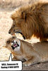 Funny Image Gallery_ Really Funny Animal Pictures.jpg