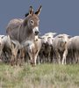 96 best master jackass gallery images on Pinterest _ Ha ha ___.jpg