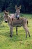 Why Is the African Wild Ass Endangered_ _ Animals - mom.jpg
