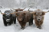 Scottish Highland Cattle _ Milligan's Gander Hill Farm.jpg