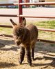 He Found 200 Donkeys Abandoned In The Wild_ How They Got ___.jpg