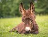 These ears were made for hearing (and cooling) _ 10 facts ___.jpg