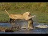 #How amazing is this___LION Vs_ CROCODILE Vs_ BUFFALO ___.jpg