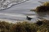 Astounding Video Of 26,000 Sea Turtles Nesting Highlights ___.jpg