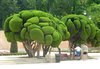 Unusual trees - Picture of Madrid, Community of Madrid ___.jpg