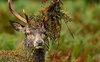 Unusual Wallpapers for The Home - WallpaperSafari.jpg
