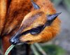 Welcome to Animal Cognizance_ Unusual Photographs of Deer.jpg