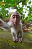 10+ Animals Taking Selfies That Will Make You Smile ___.jpg