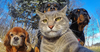 107 Animals Taking Selfies That Will Make You Smile ___.png