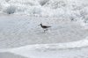 DSC_8544.jpg