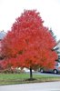DSC_0192.jpg