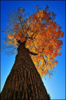 upload_2020-10-25_8-13-13.png